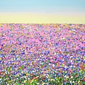 	Summer. Flower field 7.